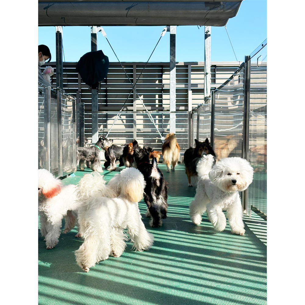 生徒が撮影したモデル犬たちの写真③